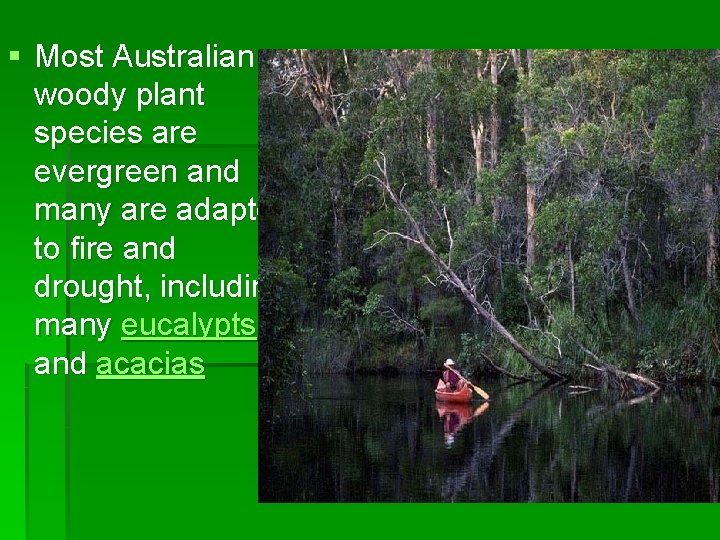 § Most Australian woody plant species are evergreen and many are adapted to fire