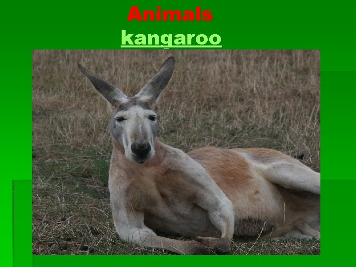 Animals kangaroo 