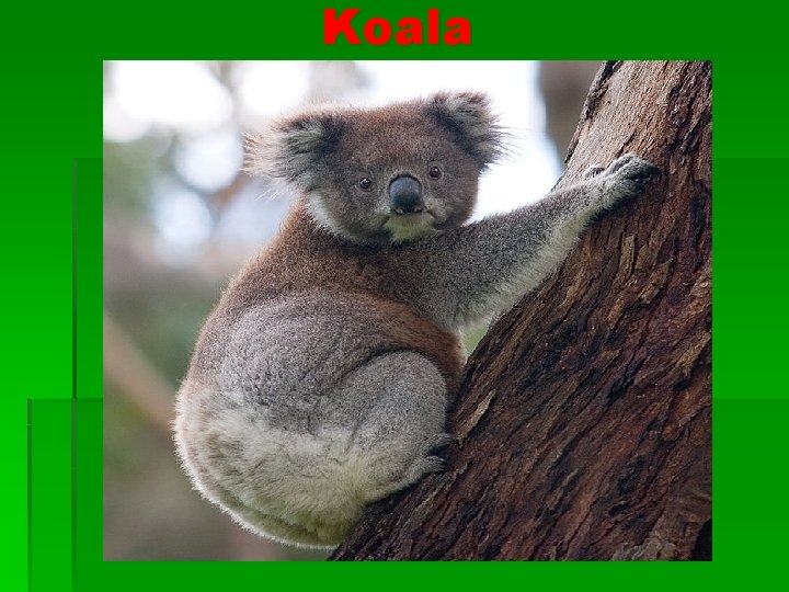 Koala 
