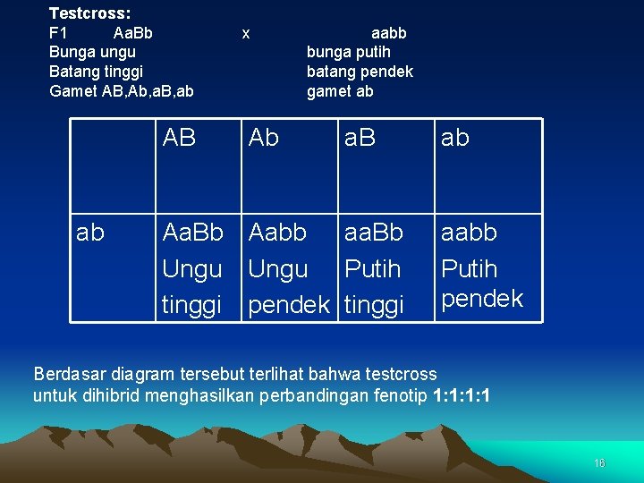 Testcross: F 1 Aa. Bb Bunga ungu Batang tinggi Gamet AB, Ab, a. B,