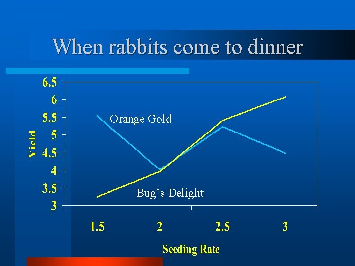 When rabbits come to dinner Orange Gold Bug’s Delight 