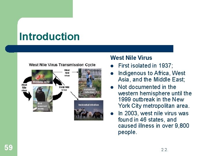 Introduction West Nile Virus l First isolated in 1937; l Indigenous to Africa, West