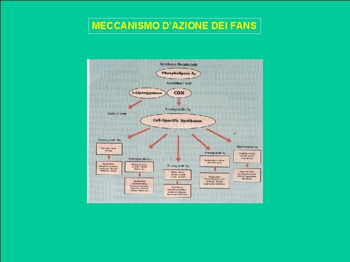 MECCANISMO D’AZIONE DEI FANS 