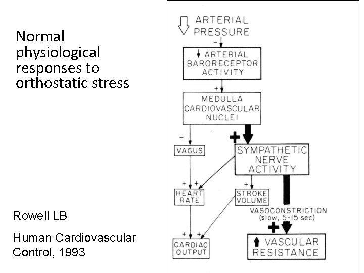 Normal physiological responses to orthostatic stress Rowell LB Human Cardiovascular Control, 1993 