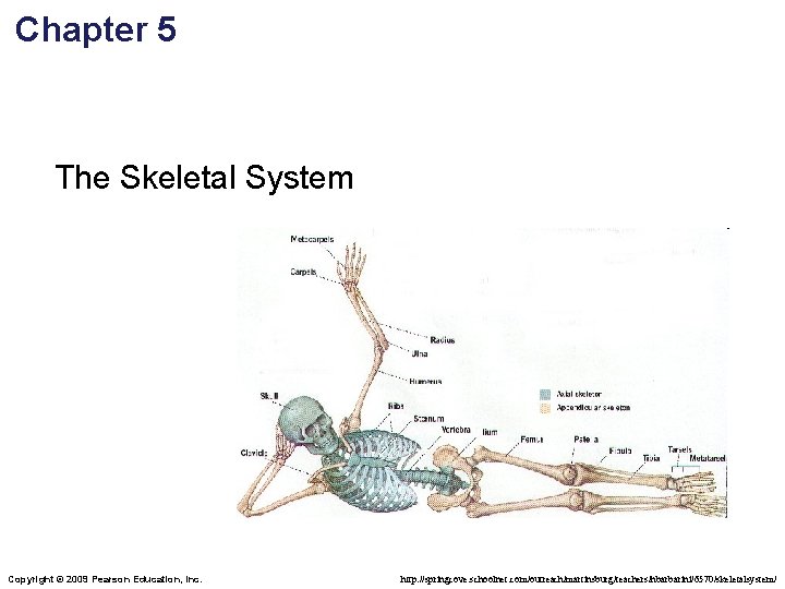 Chapter 5 The Skeletal System Copyright © 2009 Pearson Education, Inc. http: //springcove. schoolnet.