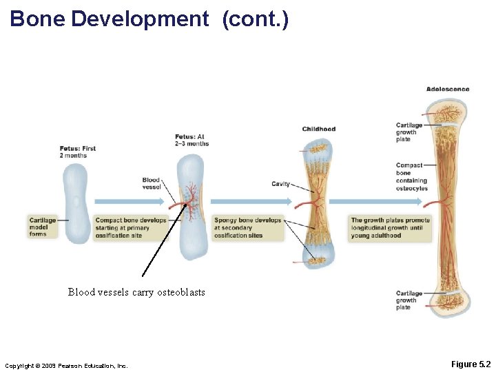 Bone Development (cont. ) Blood vessels carry osteoblasts Copyright © 2009 Pearson Education, Inc.