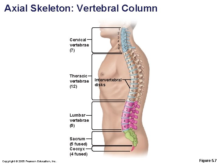 Axial Skeleton: Vertebral Column Cervical vertebrae (7) Thoracic vertebrae (12) 1 2 3 4