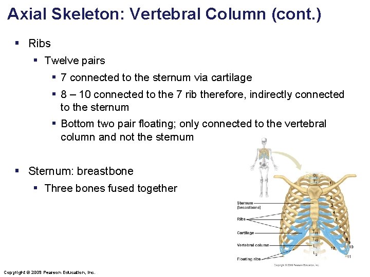 Axial Skeleton: Vertebral Column (cont. ) § Ribs § Twelve pairs § 7 connected