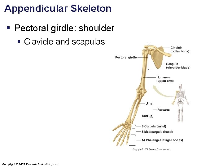 Appendicular Skeleton § Pectoral girdle: shoulder § Clavicle and scapulas Copyright © 2009 Pearson
