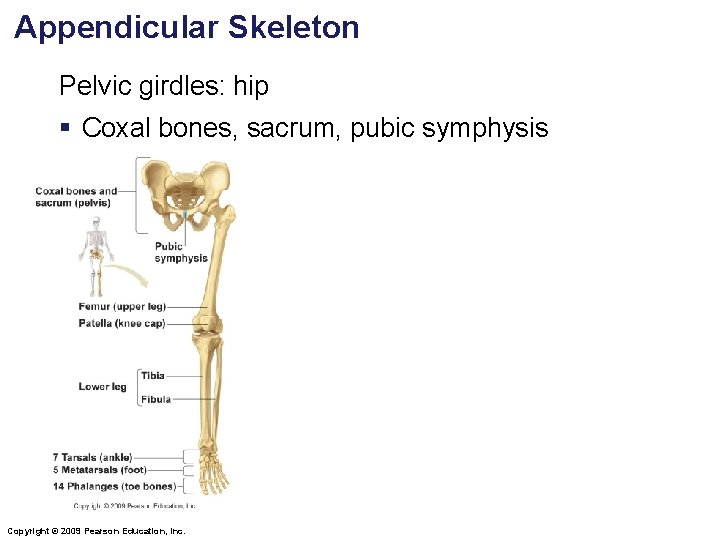 Appendicular Skeleton Pelvic girdles: hip § Coxal bones, sacrum, pubic symphysis Copyright © 2009