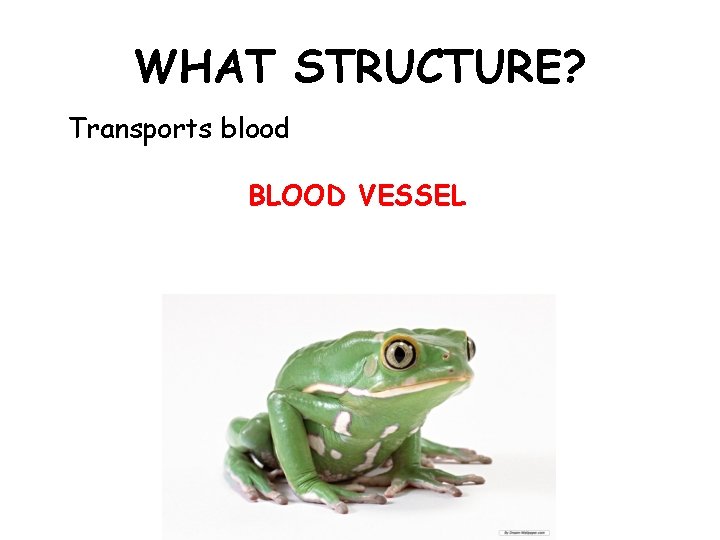 WHAT STRUCTURE? Transports blood BLOOD VESSEL 