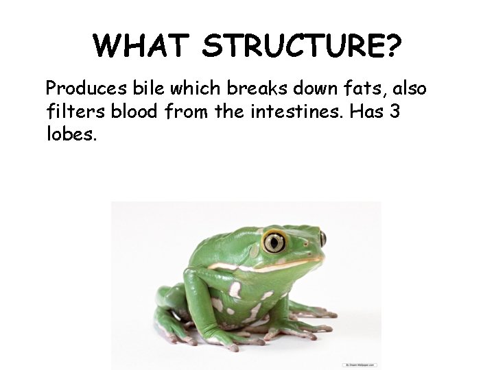 WHAT STRUCTURE? Produces bile which breaks down fats, also filters blood from the intestines.