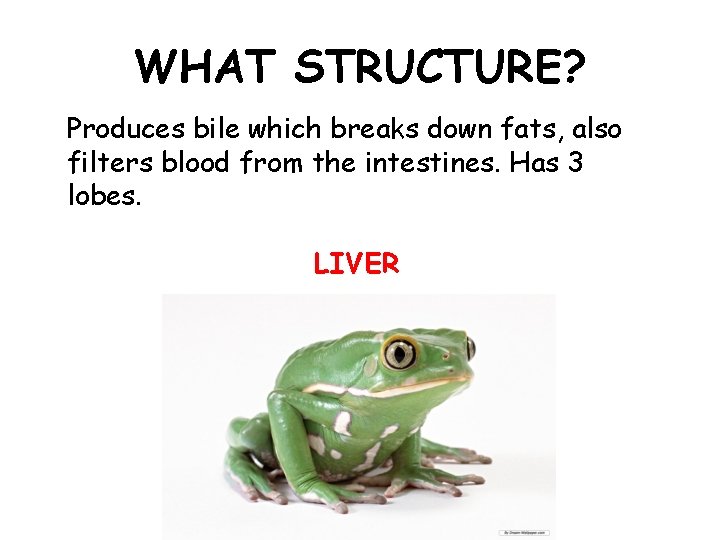 WHAT STRUCTURE? Produces bile which breaks down fats, also filters blood from the intestines.