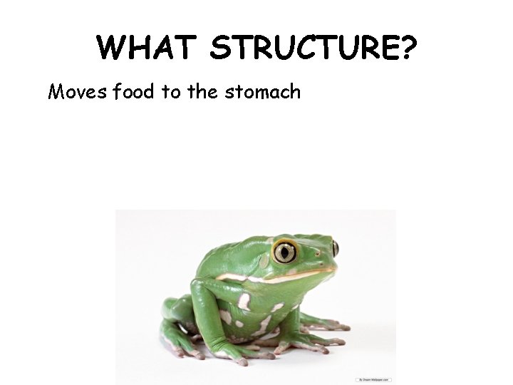 WHAT STRUCTURE? Moves food to the stomach 