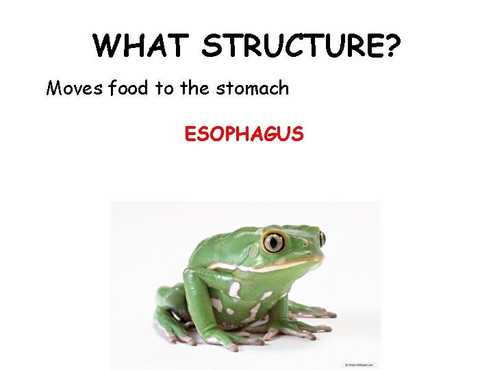 WHAT STRUCTURE? Moves food to the stomach ESOPHAGUS 