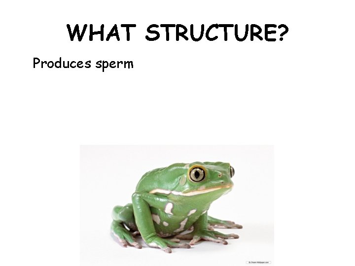 WHAT STRUCTURE? Produces sperm 