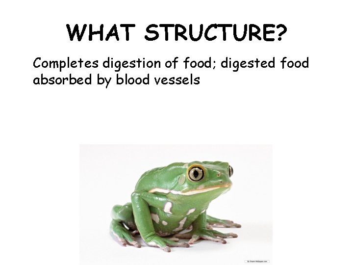 WHAT STRUCTURE? Completes digestion of food; digested food absorbed by blood vessels 