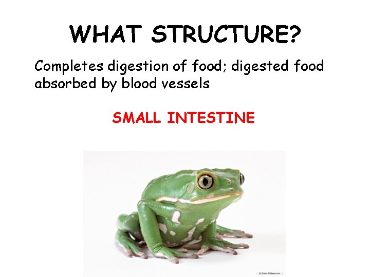 WHAT STRUCTURE? Completes digestion of food; digested food absorbed by blood vessels SMALL INTESTINE