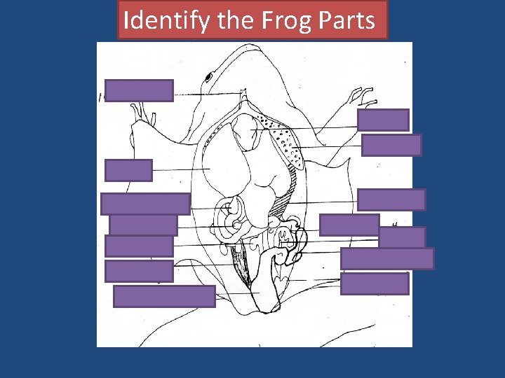 Identify the Frog Parts esophagus heart lungs liver Gall bladder pancreas spleen kidney large