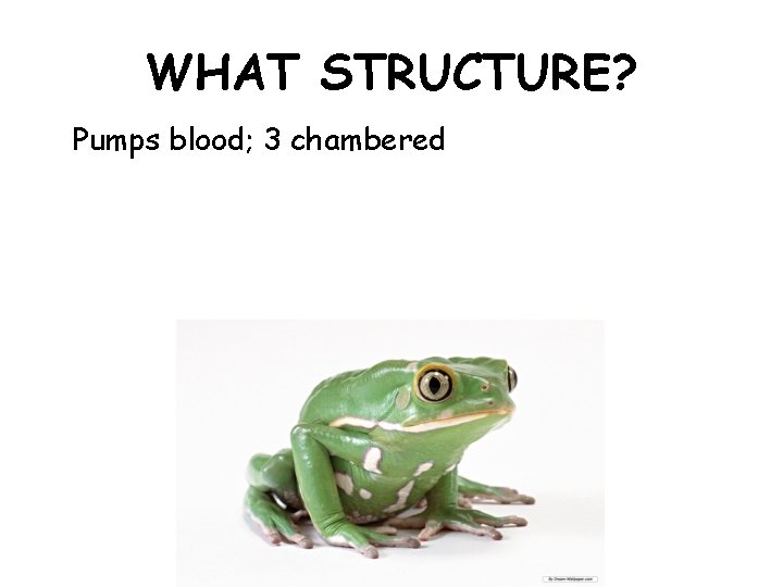 WHAT STRUCTURE? Pumps blood; 3 chambered 
