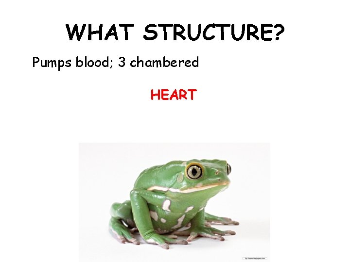 WHAT STRUCTURE? Pumps blood; 3 chambered HEART 