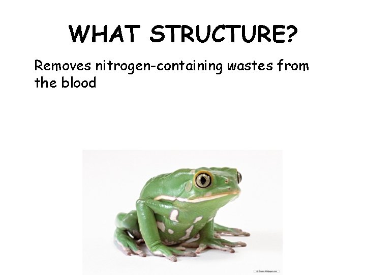 WHAT STRUCTURE? Removes nitrogen-containing wastes from the blood 
