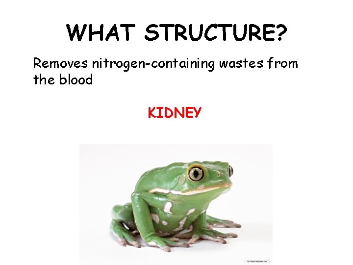 WHAT STRUCTURE? Removes nitrogen-containing wastes from the blood KIDNEY 