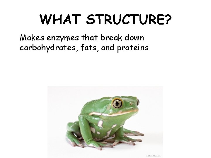 WHAT STRUCTURE? Makes enzymes that break down carbohydrates, fats, and proteins 