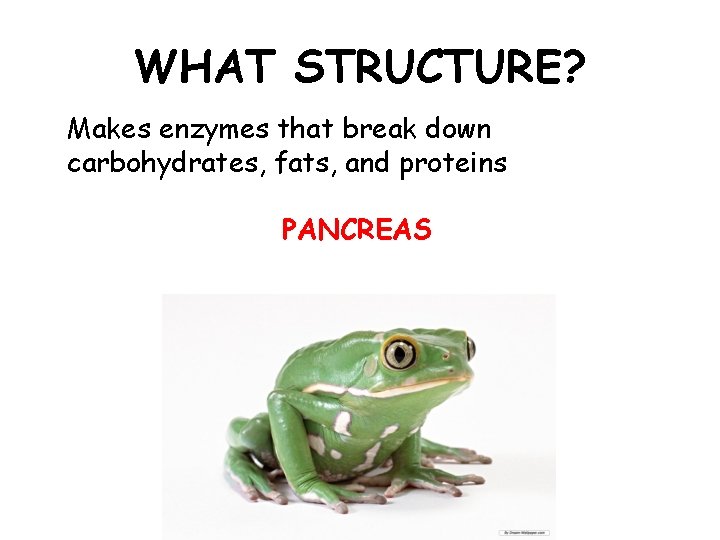 WHAT STRUCTURE? Makes enzymes that break down carbohydrates, fats, and proteins PANCREAS 
