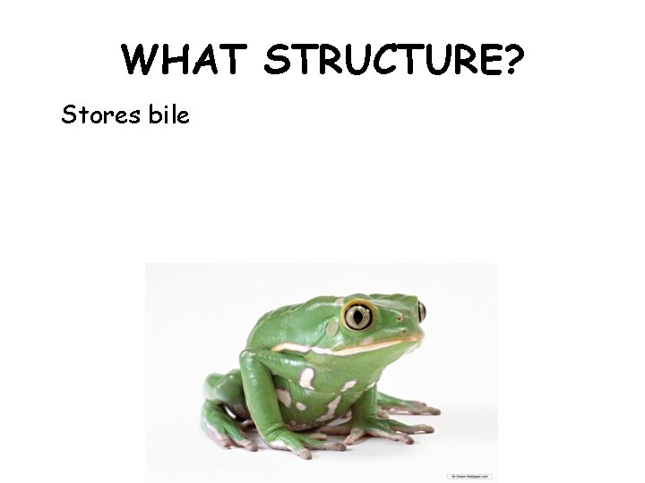 WHAT STRUCTURE? Stores bile 