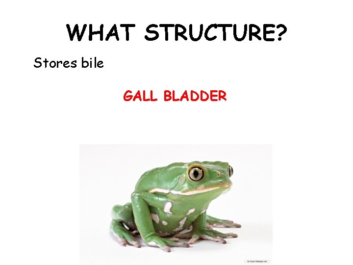 WHAT STRUCTURE? Stores bile GALL BLADDER 
