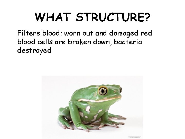 WHAT STRUCTURE? Filters blood; worn out and damaged red blood cells are broken down,