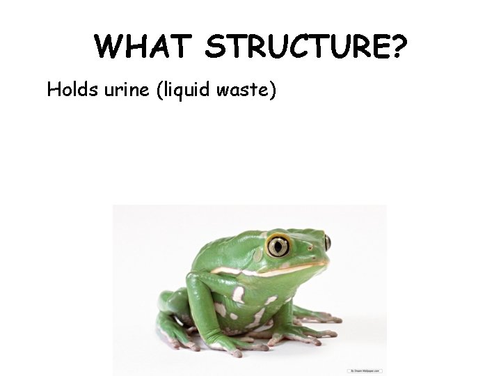 WHAT STRUCTURE? Holds urine (liquid waste) 