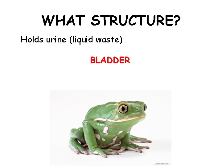 WHAT STRUCTURE? Holds urine (liquid waste) BLADDER 