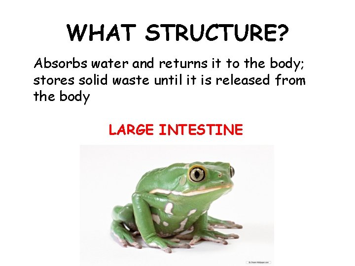 WHAT STRUCTURE? Absorbs water and returns it to the body; stores solid waste until