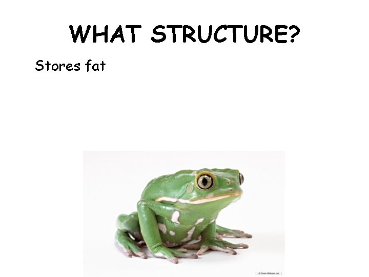 WHAT STRUCTURE? Stores fat 