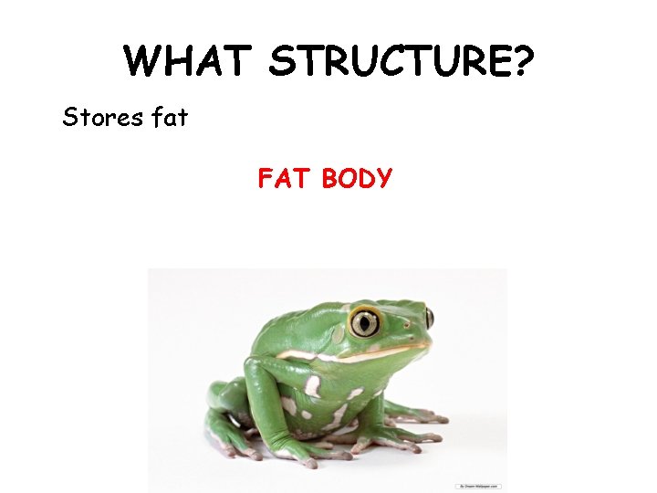 WHAT STRUCTURE? Stores fat FAT BODY 