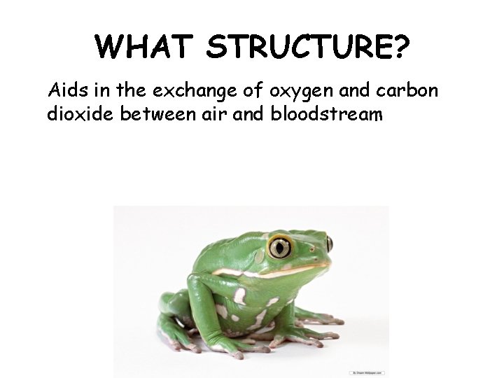 WHAT STRUCTURE? Aids in the exchange of oxygen and carbon dioxide between air and