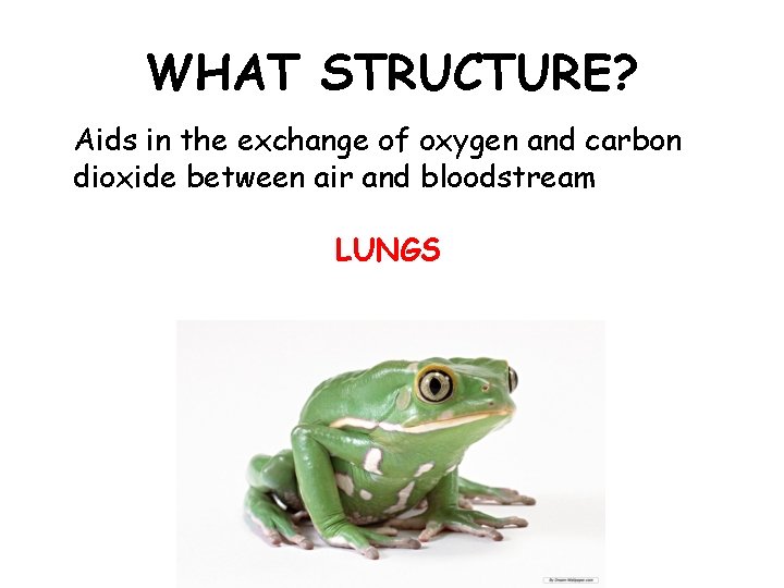 WHAT STRUCTURE? Aids in the exchange of oxygen and carbon dioxide between air and