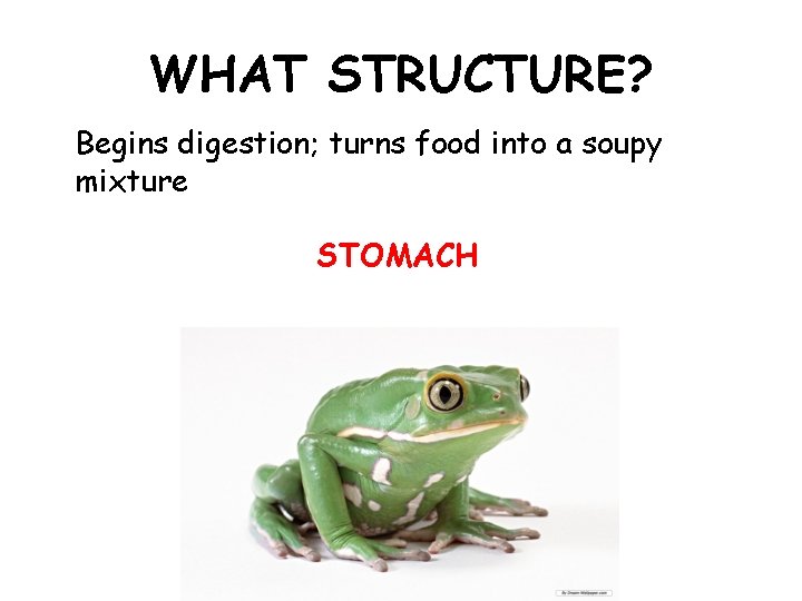 WHAT STRUCTURE? Begins digestion; turns food into a soupy mixture STOMACH 