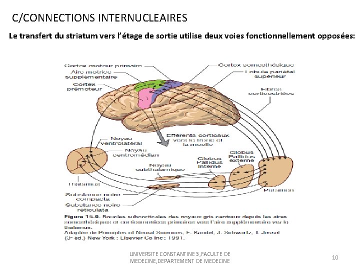 C/CONNECTIONS INTERNUCLEAIRES Le transfert du striatum vers l’étage de sortie utilise deux voies fonctionnellement