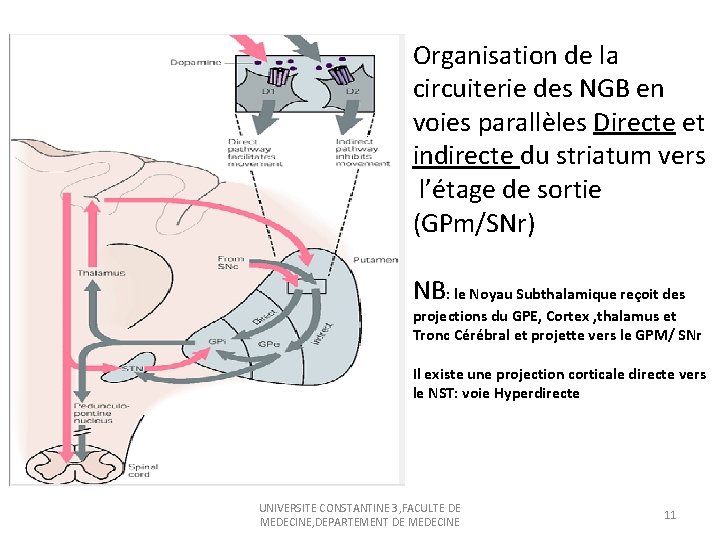 Organisation de la circuiterie des NGB en voies parallèles Directe et indirecte du striatum