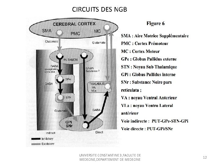 CIRCUITS DES NGB UNIVERSITE CONSTANTINE 3, FACULTE DE MEDECINE, DEPARTEMENT DE MEDECINE 12 