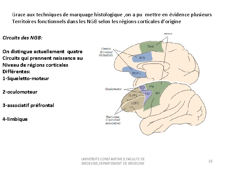 Grace aux techniques de marquage histologique , on a pu mettre en évidence plusieurs