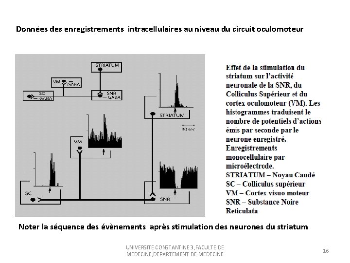 Données des enregistrements intracellulaires au niveau du circuit oculomoteur Noter la séquence des évènements