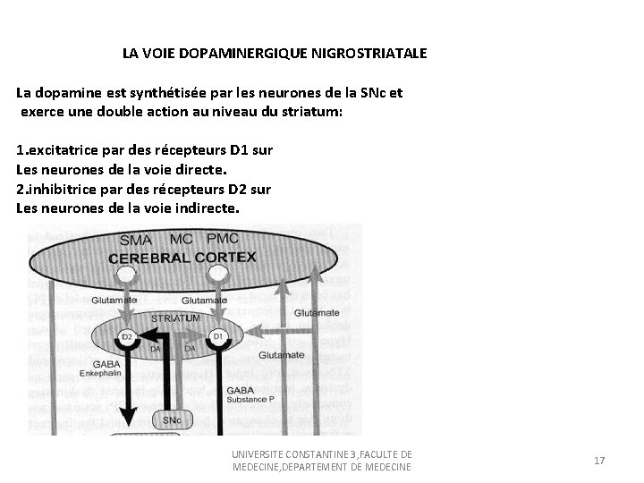 LA VOIE DOPAMINERGIQUE NIGROSTRIATALE La dopamine est synthétisée par les neurones de la SNc