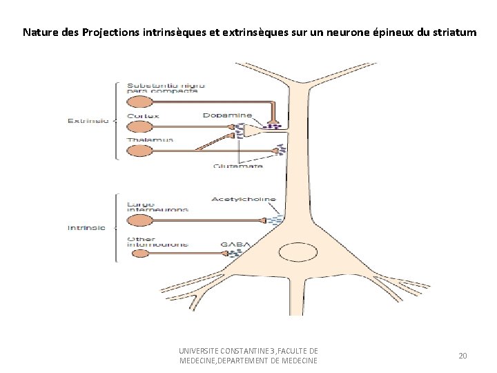Nature des Projections intrinsèques et extrinsèques sur un neurone épineux du striatum UNIVERSITE CONSTANTINE