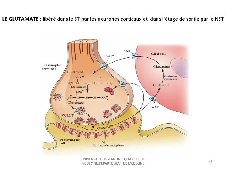 LE GLUTAMATE : libéré dans le ST par les neurones corticaux et dans l’étage