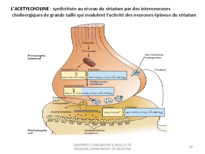 L’ACETYLCHOLINE : synthétisée au niveau du striatum par des interneurones cholinergiques de grande taille