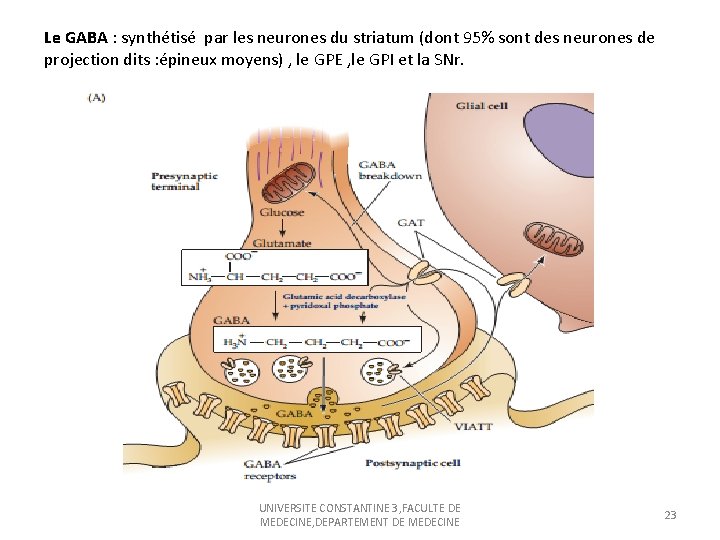 Le GABA : synthétisé par les neurones du striatum (dont 95% sont des neurones